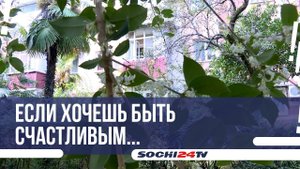Сочи благоухает "цветами счастья", или что нужно знать об османтусе