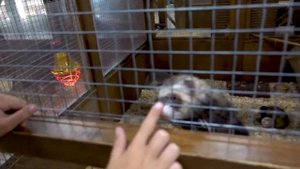 Николь в Киеве ДЕНЬ 2 / Как Папа остался один с Николь , Алиса и Ева без Мамы / Батуты и Еноты