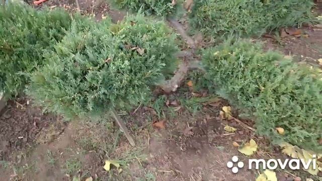 Стрижка ялівця Мінт Джулеп. Весь процес ? смотреть онлайн