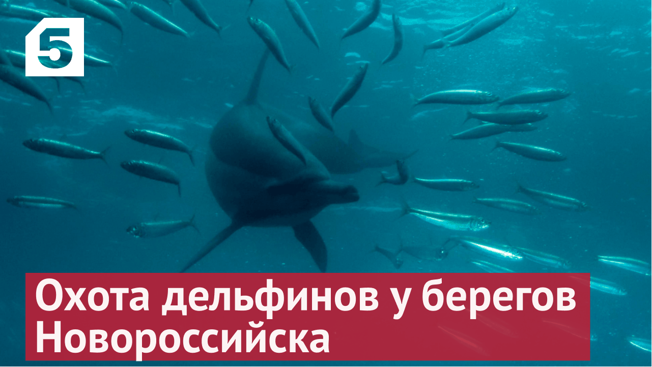 Охота дельфинов в Новороссийске попала на видео