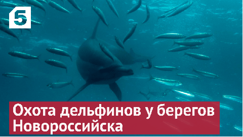 Охота дельфинов в Новороссийске попала на видео