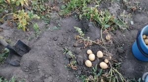 Урожай картофеля осенью после длительных и многочисленных заморозков летом . Без пересадки.