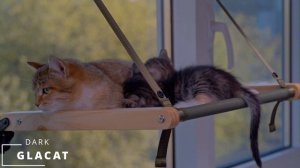 Обзор особенностей GLACAT DARK