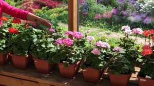 Биотехника. Цветы 2020-2021. Часть 2. Ампельные бегонии, пеларгонии, импатиенсы, эустома.