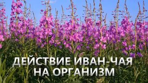 Иван-чай. Польза. Кипрей узколистный.