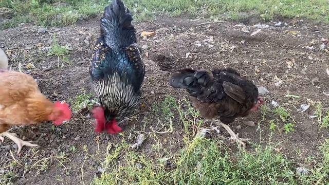 ЧОМУ КУРИ НЕСУТЬ ЯЙЦЯ БЕЗ ШКАРАЛУПИ@kyruvgaragi смотреть онлайн