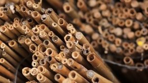 Как создать дикий пермакультурный сад в городской среде обитания (in Russian)