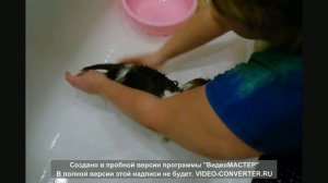 Моем щенка ши-тцу