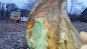 Обработка и лечение яблони