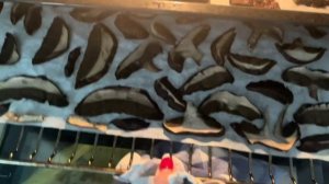 Как правильно сушить грибы в домашних условиях .