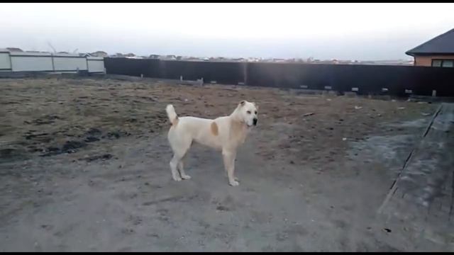 Бугай Алабай Якут. Смотрящий за улицей. смотреть онлайн