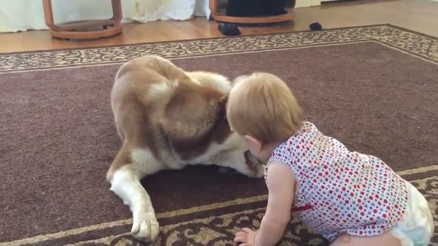 Хаски отобрала игрушку у ребенка смотреть онлайн