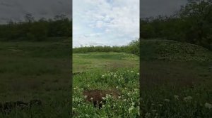 Грибы ГИГАНТЫ - синяя ножка в мае месяце