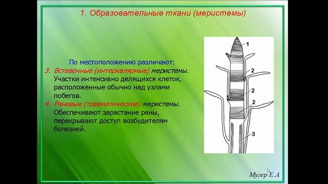 Растительные клетки