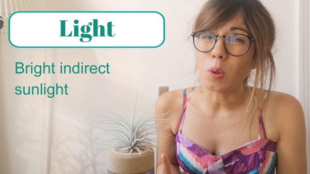 Air plant care - Tillandsia смотреть онлайн