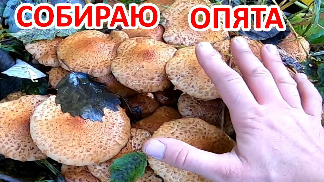 В тайгу за ОПЯТАМИ смотреть онлайн