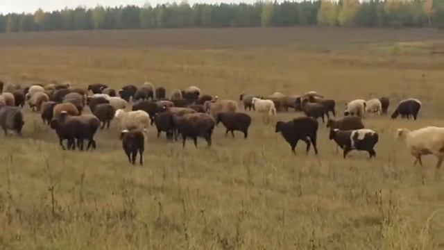 Барашки на продажу Казань | Татарстан
