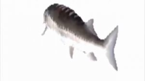 лосось крутится под тутутутутуту