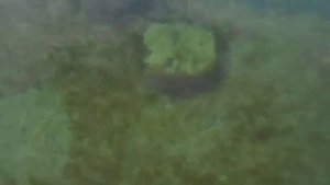 Каспийское море | под водой среди валунов поросших водорослями плавают мелкие рыбы