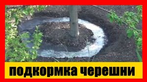 подкормка черешни во время цветения || вишня весна подкормка || черешня весна