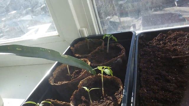 Помидор черри на подоконнике5 (11 дней спустя) смотреть онлайн