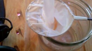 Кормление малька скалярии