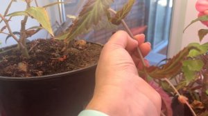 Бегония боливийская Санта-круз, как зимует в городских условиях, опыт и советы Анжелики