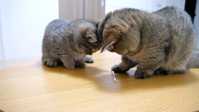 Cats Kiki and Lili can play with a single cotton swab for the rest of their lives! смотреть онлайн