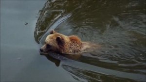 Бурый медведь в воде