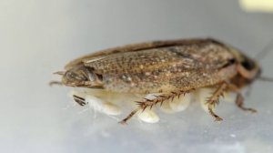 Marble cockroach with cubs / Мраморный таракан с детёнышами