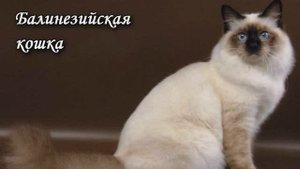 Балинезийская кошка, описание, уход, Породы Кошек