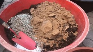 Заморские цитрусы в глиняном субстрате