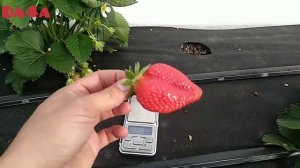 Обзор клубники в балагане. Альба, Хоней, Квики.