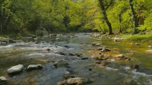 Расслабляющие звуки воды и пения птиц в лесу.