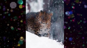 Дальневосточный леопард