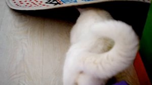 ЗУБНАЯ ФЕЯ ! Видео для детей ! Tooth fairy Kids Children