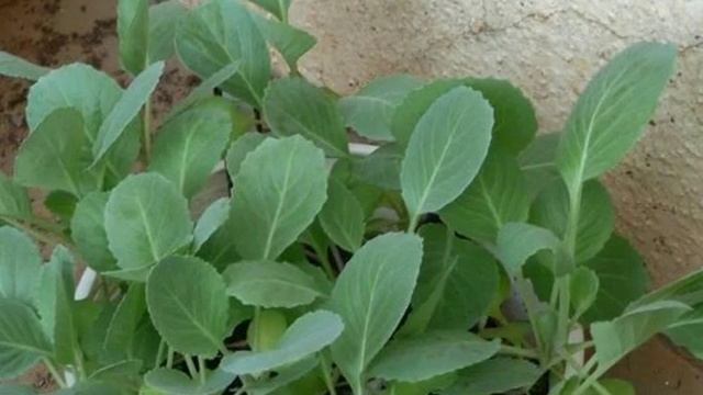 Когда сеять Капусту весной. Небольшие секреты выращивания капусты