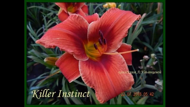 Лилейники спайдеры и UFO в коллекции Ларисы Ульянцевой смотреть онлайн