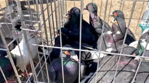 Птичий рынок г. Ташкент - ГОЛУБИ (04.09.2021) / Uzbek Pigeons