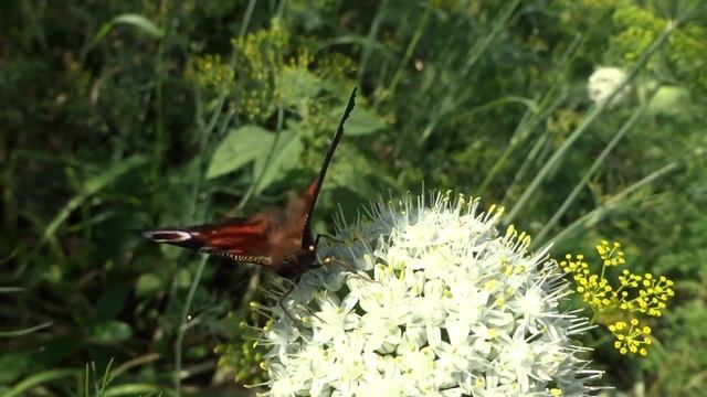 Бабочка дневной павлиний глаз смотреть онлайн