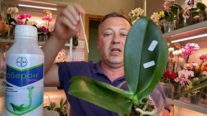 ОРХИДЕИ и ЛИПКИЕ КАПЛИ на листьях всегда ли КЛЕЩИ. ОБЕРОН-рапид