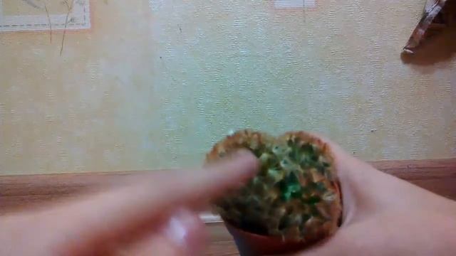 Кактус эхинопсис