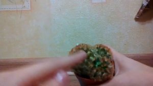 Кактус эхинопсис