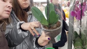 ОРХИДЕИ в Леруа и Глобусе 01.12.23г САПОРИТА, РОЗЕТТА😍❤