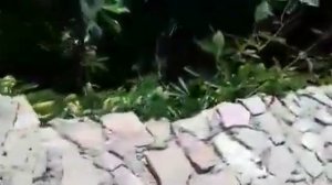 Мохнатый шмель на душистый хмель...