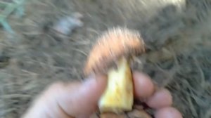 Первые весенние маслята 2020