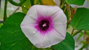 Как выращивать ипомею из семян в домашних условиях