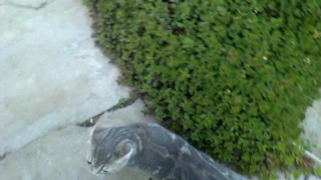 Скотишфолд! Котёнок! Впервые на даче! смотреть онлайн