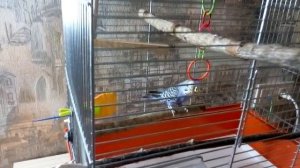 Реакция попугая на ультрафиолетовую лампу