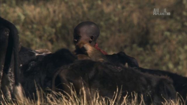 В дебрях Африки 3 серия «Нгоронгоро — Рождённый в огне» (документальный сериал, 2010)